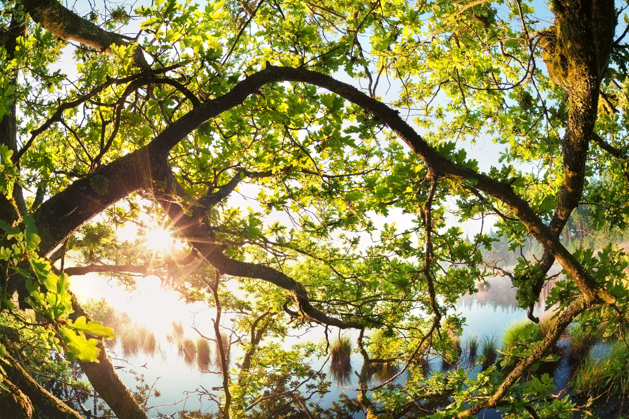 sunlight through oak tree branches